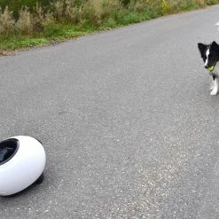 Flamingo Jouet Chien Elton Interactif Distributeur Automatique De Friandises+balles De Tennis 33x24x29cm 20 Flamingo Jouet Chien Elton Interactif Distributeur Automatique De Friandises+balles De Tennis 33x24x29cm -Nourritures pour chien 02aa38468598e63ce58c87dd484a5eb633240d07bb52fbc7bc270faa4d486951 scaled