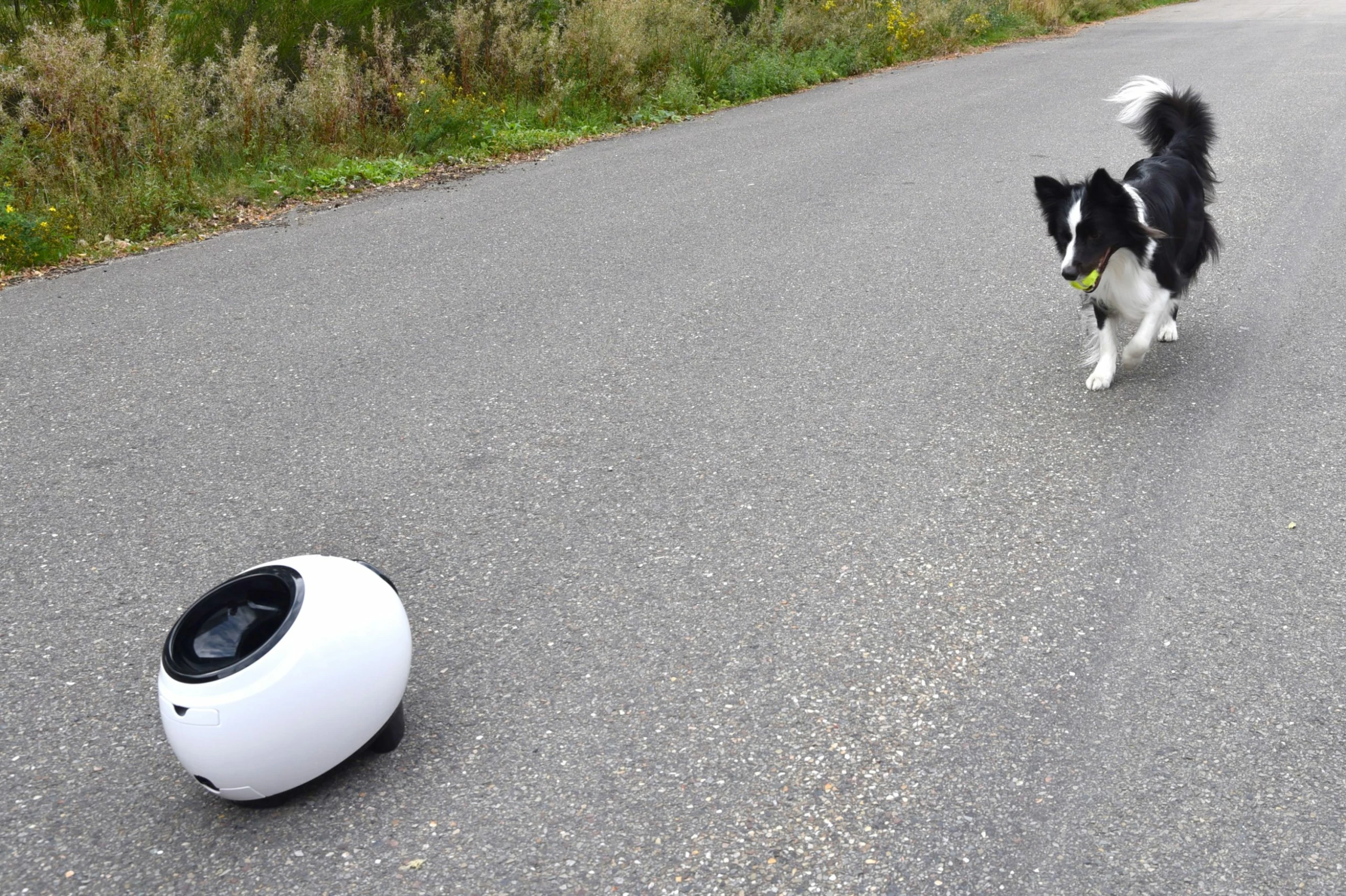 Flamingo Jouet Chien Elton Interactif Distributeur Automatique De Friandises+balles De Tennis 33x24x29cm 10 Flamingo Jouet Chien Elton Interactif Distributeur Automatique De Friandises+balles De Tennis 33x24x29cm – Image 10