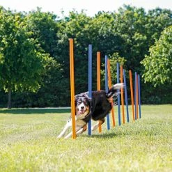 Trixie Slalom Fun Agility -Nourritures pour chien 8f8fcf6360fcee24df3d31d33a61269ab612feda418ea3b8622252590ecdaf90