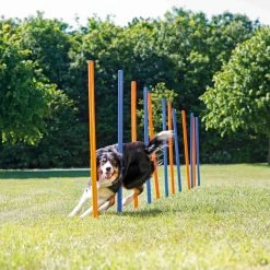 Trixie Slalom Fun Agility -Nourritures pour chien c8ffba6fe2234f9a2ecbea207a5512fdab14d9c2e10fbfc25e52cf70efb4f2a8
