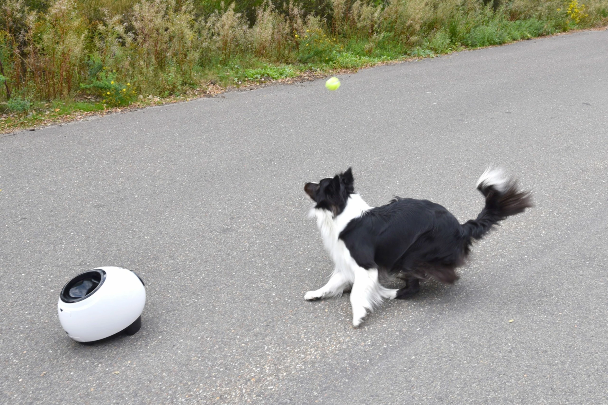 Flamingo Jouet Chien Elton Interactif Distributeur Automatique De Friandises+balles De Tennis 33x24x29cm 9 Flamingo Jouet Chien Elton Interactif Distributeur Automatique De Friandises+balles De Tennis 33x24x29cm – Image 9