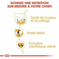 Royal Canin Cocker Adult Pour Chien 12kg -Nourritures pour chien royal canin cocker adult cocker 2 1