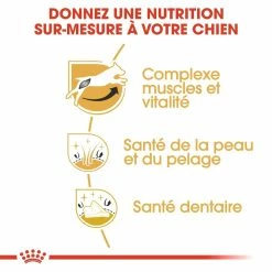 Royal Canin Jack Russell Adult Pour Chien 7,5kg 8 Royal Canin Jack Russell Adult Pour Chien 7,5kg -Nourritures pour chien royal canin jack russell adult jack russell adulte 2