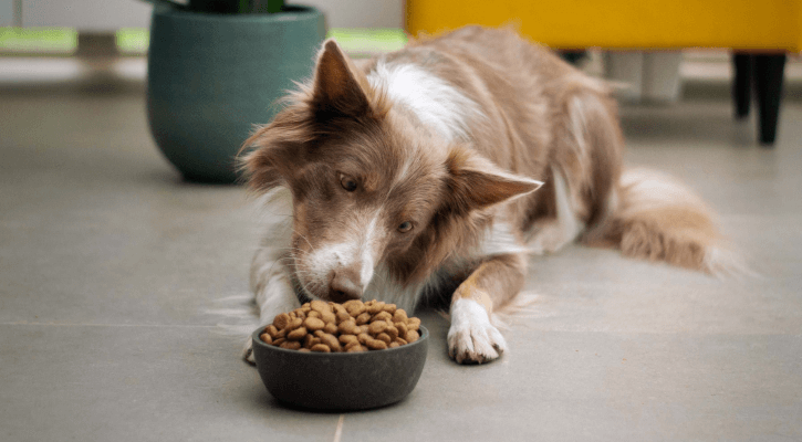 Nourritures pour chien -Nourritures pour chien 9